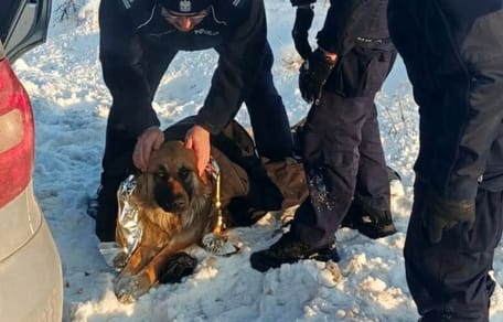 pies przymarzł do drogi