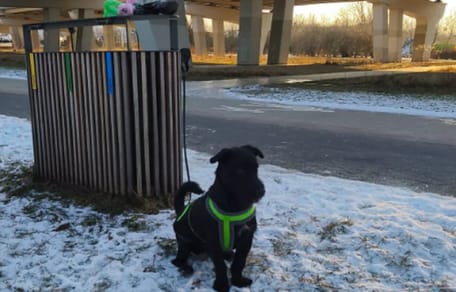 Drastyczne porzucenie psa.  Był przywiązany do śmietnika w -10°C