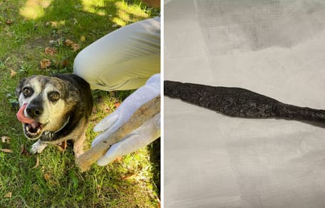 Pies Ryszard i jego znalezisko