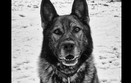 pies tropiący kazar