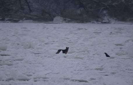 pies uwięziony na lodzie
