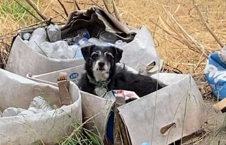 Hund im Karton