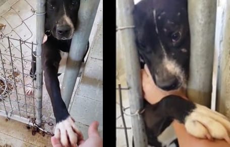 Hund in einem Zwinger.