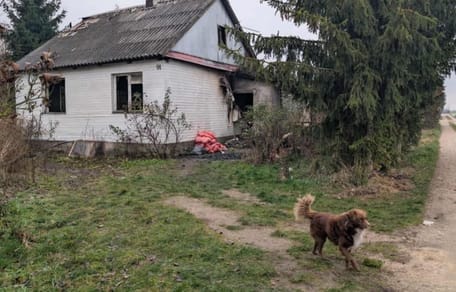 pies wraca na zgliszcza spalonego domu