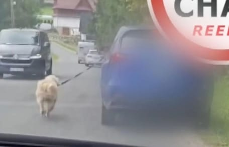 pies wyprowadzany na smyczy przez samochód
