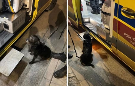 pies znalazł zaginionego mężczyznę