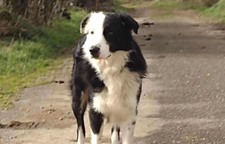 Pilou un border collie