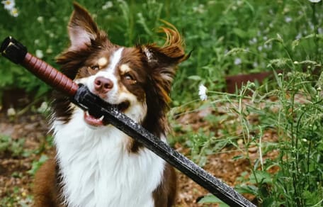 Pinto Bean mit seinem Schwert