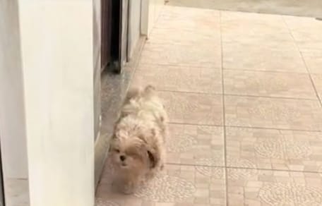 Pipoca le chien