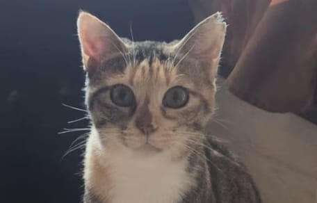 pispas-gata-adopcion