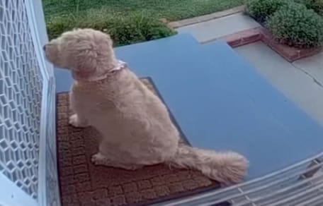Pita la chienne
