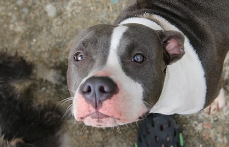 Pitbull