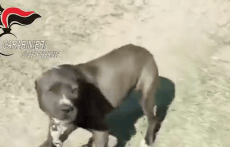 pitbull dietro le sbarre