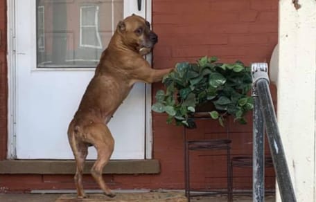 Pitbull achtergelaten buiten huis