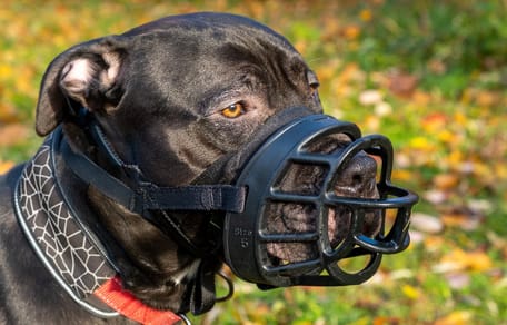Pitbull. mit Maulkorb