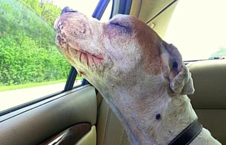 Pitbull guarda fuori dal finestrino dell'auto