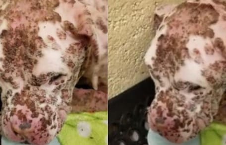 Pitbull picado por abejas