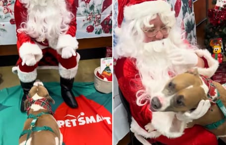 Pitbull Todd trifft den Weihnachtsmann
