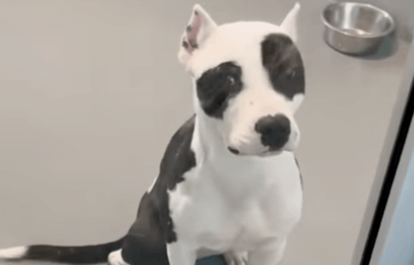 pitbull en una jaula de perrera