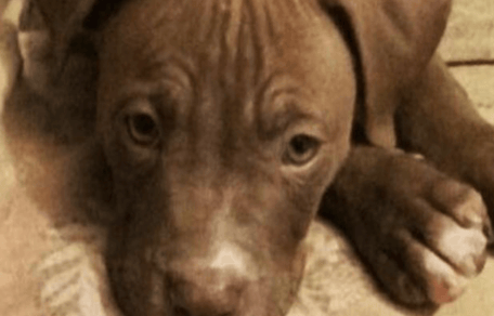 piutbull triste