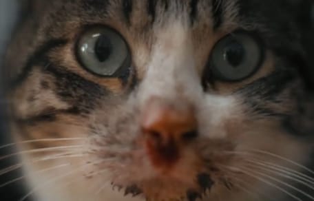 Llegó enfermo y nadie lo elegía: 3 semanas después su mirada lo cambió todo