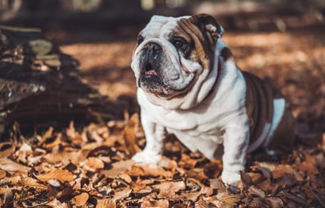 Platte snuiten en weinig lucht, deze hondenrassen lopen het meeste risico