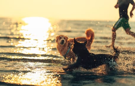 playas-para-perros-españa-2026