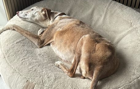 Podenco Josh doof blind en dement spoorloos in Domburg
