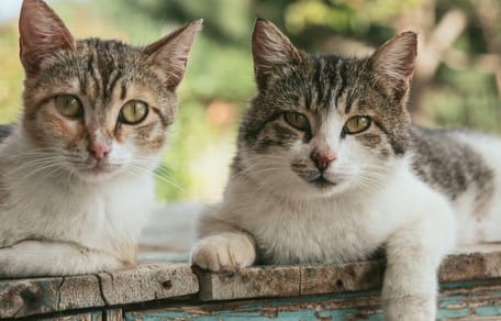Poems about cats: Tabby cats