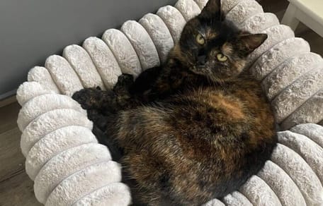 Poes Roos is na 5 jaar weer terecht en thuis