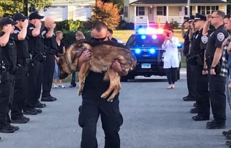 Un policier portant un chien K9