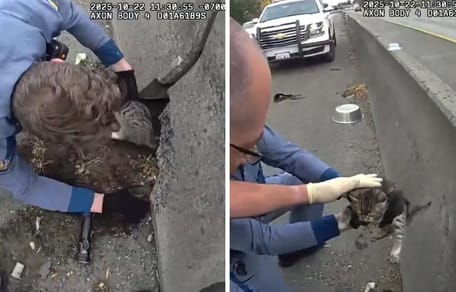 Policjanci ratują kociaka