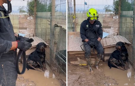 Polizist rettet Hunde aus illegaler Zucht