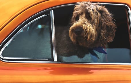 Politie in Horst haalt hond uit hete auto