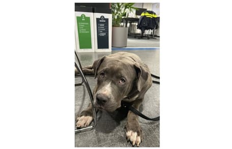 Politie vindt hond bij tankstation en is op zoek naar eigenaar
