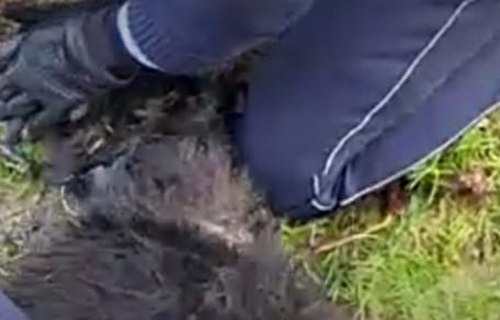 Polizist reanimiert Hund