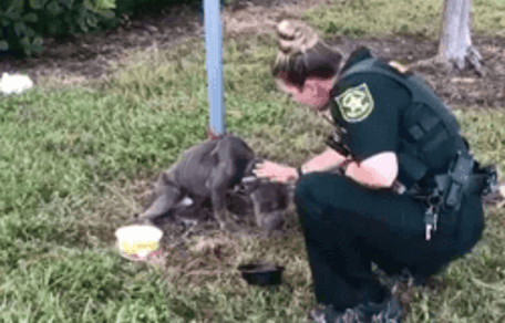 Police officer helps dog tied to post