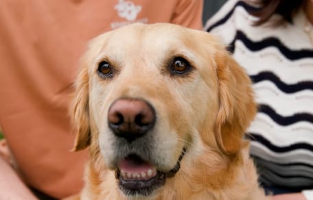 Polly, la cagna che ha salvato il suo umano