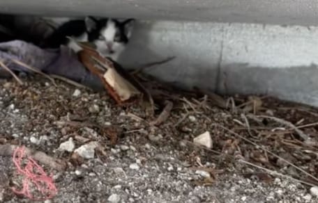 Ponti il gattino