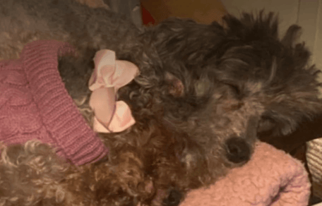 Poodles rescued in Epsom Downs