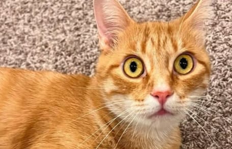 Poppy de kat