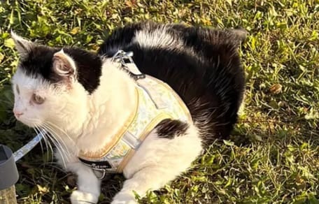 Poppy la chatte
