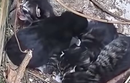Portée de chats
