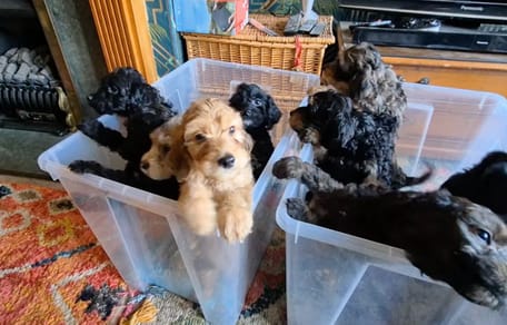 Ein Wurf Hundewelpen