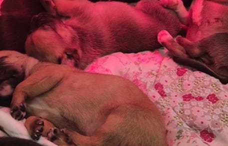 Cucciolata di cani