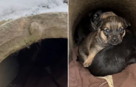 Porzucone szczenieta