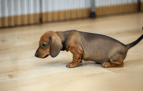 Potty training mistakes: Two puppies in grassy field