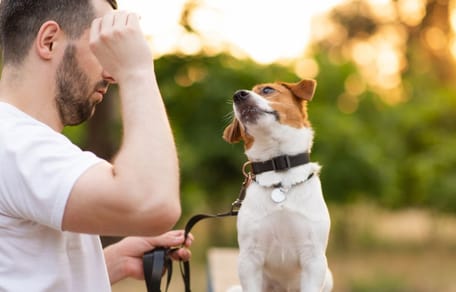 premio-para-perro-adventuros-training-purina