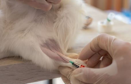 prise de sang vétérinaire