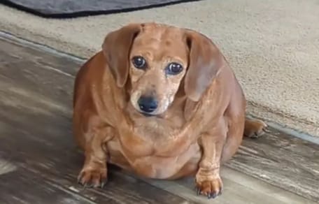 Perro salchicha sobrealimentado